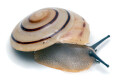 Pleurodonte marginella marginella Cuba light adult